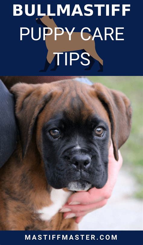 Ultimate Bullmastiff Puppy Care Guide