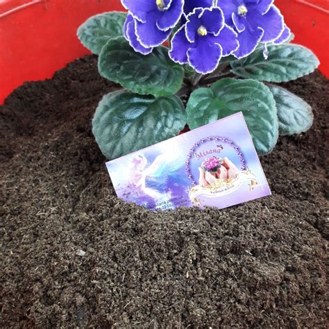 Klasmann TS1 професійний німецький торф для фіалок Класман, цена 6 грн ...