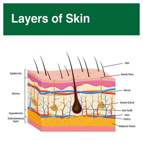 Layers of Skin | Layers of skin, Medical school motivation, Nursing ...