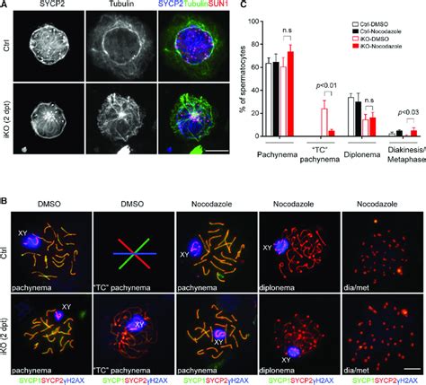 Inhibition Of Microtubule Polymerization Rescues Telomere Clustering In