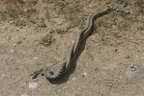 Colorados Snakes What When And Where Common Poisonous And Non