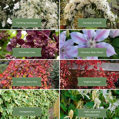 shade loving plants that flower 7
