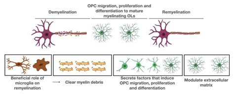 Oligodendrocytes Myelin