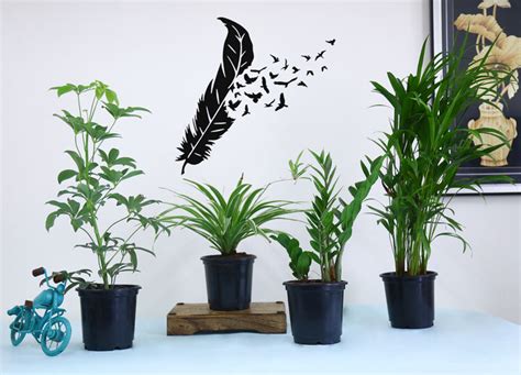 buy pack   easy  grow plants   india vitri greens