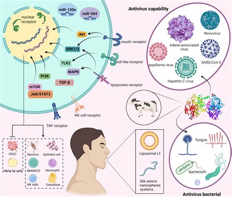 Frontiers Lactoferrin A Glycoprotein That Plays An Active Role In