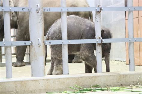 やまこじ On Twitter 可愛いゾウの赤ちゃん🐘 東山動植物園 アジアゾウ Xse8pawo9q