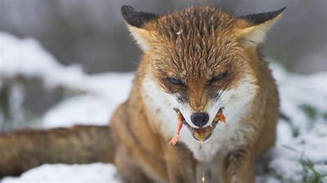 Do Foxes Eat Snakes? The Best Answer – animalfoodplanet