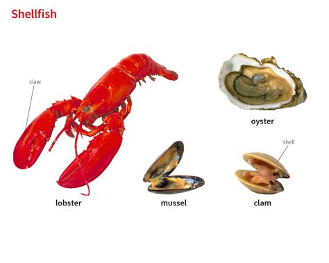 Shellfish Noun Definition Pictures Pronunciation And Usage Notes