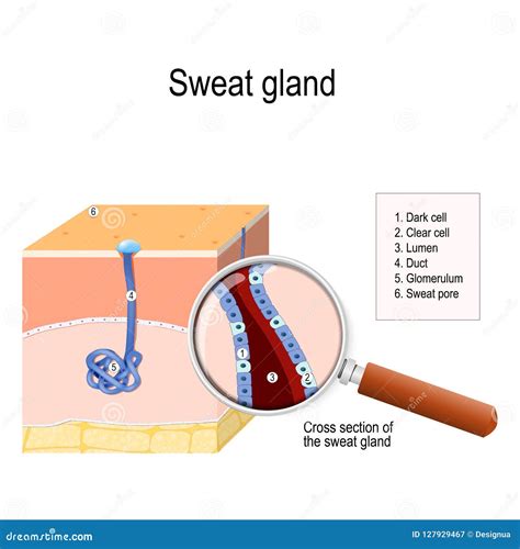 Sweat Gland. Cross-section Cartoon Vector | CartoonDealer.com #128528309