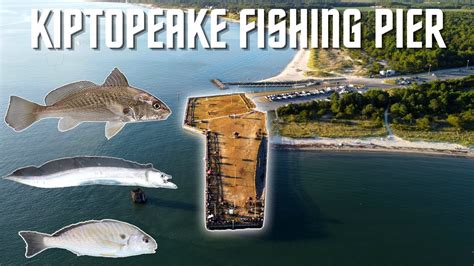 Fishing Kiptopeake Pier Cape Charles Va Ribbonfish Croaker Spot