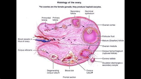 Corpus Hemorrhagicum