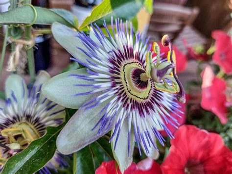 All About Paraguays National Flower The Bluecrown Passionflower