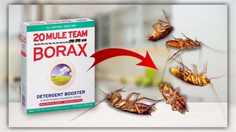 Does Borax Kill Roaches Your Complete Roach Free Guide Pestweek