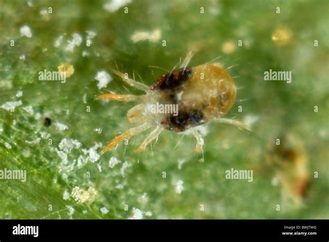 Two Spotted Spider Mite Life Cycle