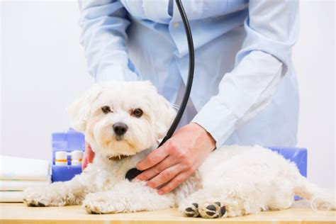 Dog Nose Bleeds: Types, Causes & What to Do (Vet Answer) | Hepper