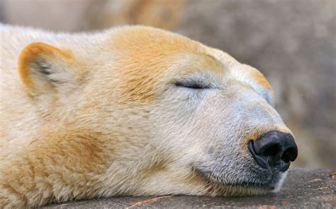 Polar Bear sleeping during daytime HD wallpaper | Wallpaper Flare