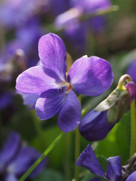 Como cultivar violetas de maneira fácil Agrorural net