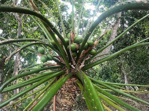 Finding Maleo In Tanjung Matop Wild Sanctuary