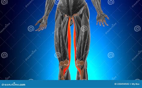 Gracilis Muscle Anatomy for Medical Concept 3D Stock Illustration - Illustration of gracilis ...