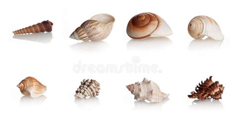 1,532 Marine Gastropod Shells Stock Photos - Free & Royalty-Free Stock Photos from Dreamstime