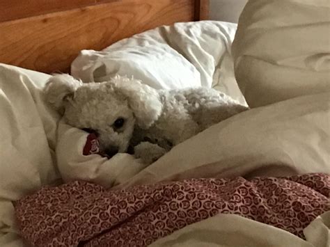 I dove my dog : r/DOG