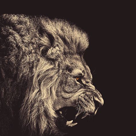 🔥 Download Lion Wallpaper For Iphone And Ipad By Rgarcia47 Lion