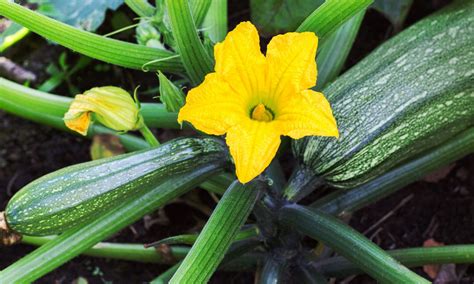 Wat Maak Je Van Courgette