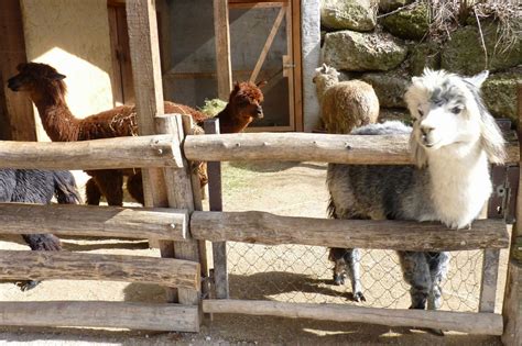 zoo de salzburgo