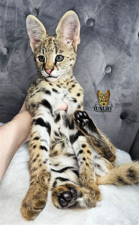 F1 SAVANNAH KITTENS AVAILABLE LUXURY SAVANNAHS