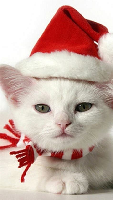 Cute Christmas Cats Wallpapers - Wallpaper Cave