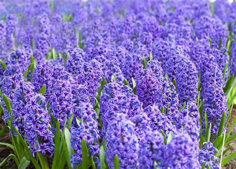 5 Blumenzwiebel Hyacinthus Orientalis Blue Jacket Hyazinthe Blue