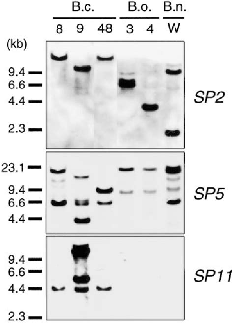 Figure From Genomic Organization Of The S Locus Identification And