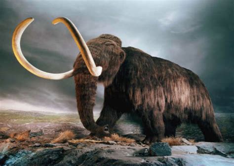 Best Ideas For Coloring Woolly Mammoth Extinction | Hot Sex Picture