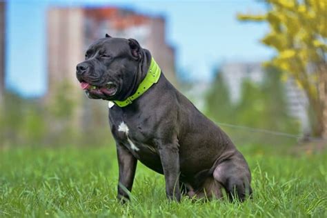 Average Weight Of A Pitbull Mastiff | Blog Dandk