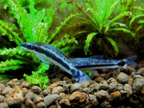 otocinclus catfish natures ultimate freshwater algae eater