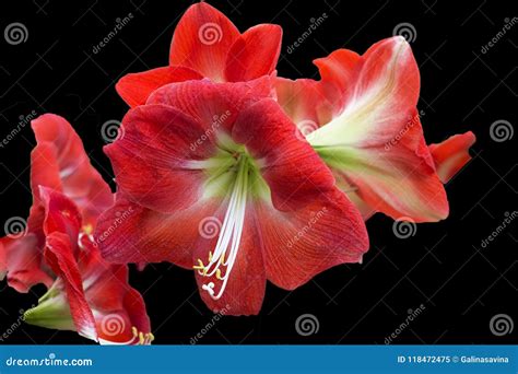 Amarilis Red Stock Image Image Of Large High Amaryllis 118472475