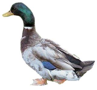 Live Rouen Ducks for Sale | Order as few as 3 Ducks | Safe Arrival ...