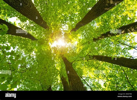 The Rays Of The Sun Make Way Through The Foliage And Crowns Of Linden