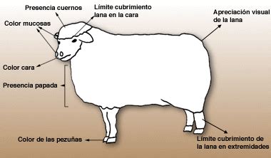 Cuales Son Las Caracteristicas De Las Ovejas La Oveja Alimentaci N