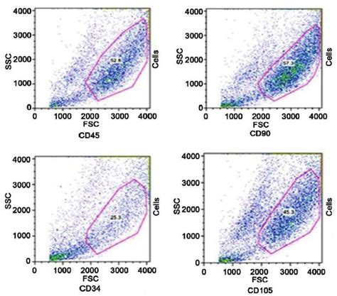 Flow Cytometric Analysis Of Mscs Surface Antigens Mscs Express Cd90