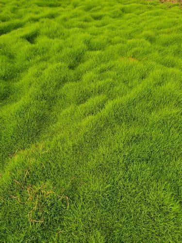 Rectangular Natural Green Nilgiri Grass Carpet For Garden Feet At