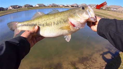 This Pond Carries Big Bass Bank Fishing Youtube