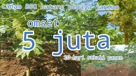 Cara Berkebun Pepaya Bunga Jantan Dari Tanam Sampe Panen Youtube