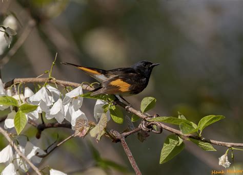 American Redstart Male Hank Halsey Flickr