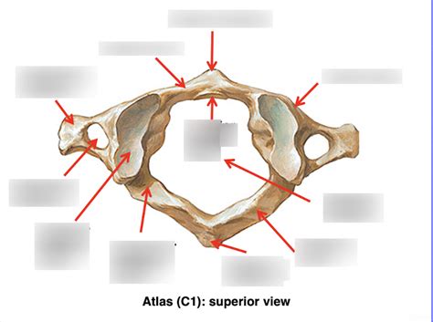 C1 vertebrae Diagram | Quizlet