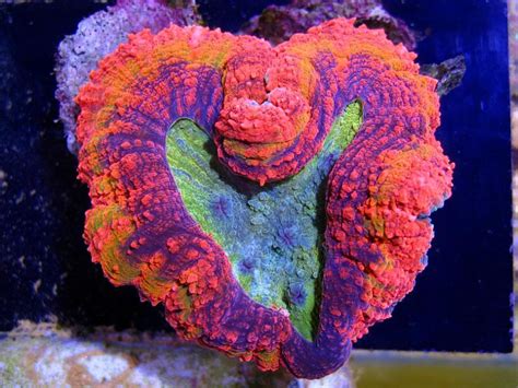 The Open Brain Coral (Lobophyllia) - REEFEDITION