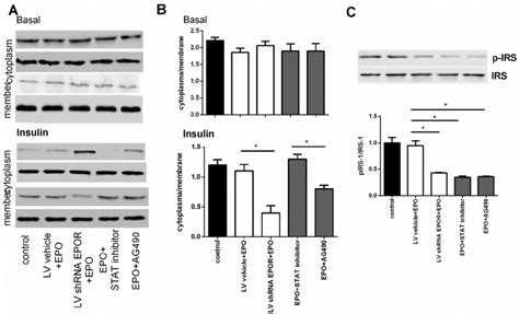 The Effect Of Jak Inhibitor Ag And Stat Inhibitor On The