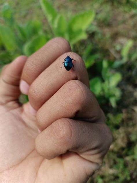 Winged And Once Winged Insects From 65MQ 7MH Ambernath Varp