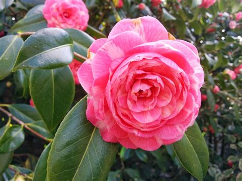 Plants rosa – Telegraph