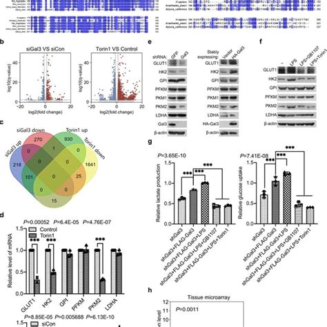 Galectin 3 Promotes Glycolysis Through Activating The MTORC1